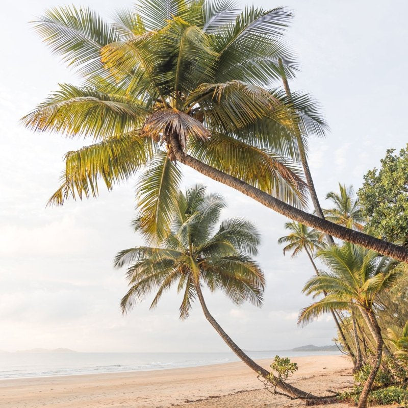 "Mission Beach Palms" Photography Print - Belinda Doyle - Australian Photographer & Resin Artist