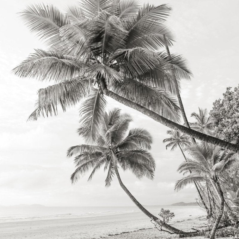 "Mission Beach Palms" BW Photography Print - Belinda Doyle - Australian Photographer & Resin Artist