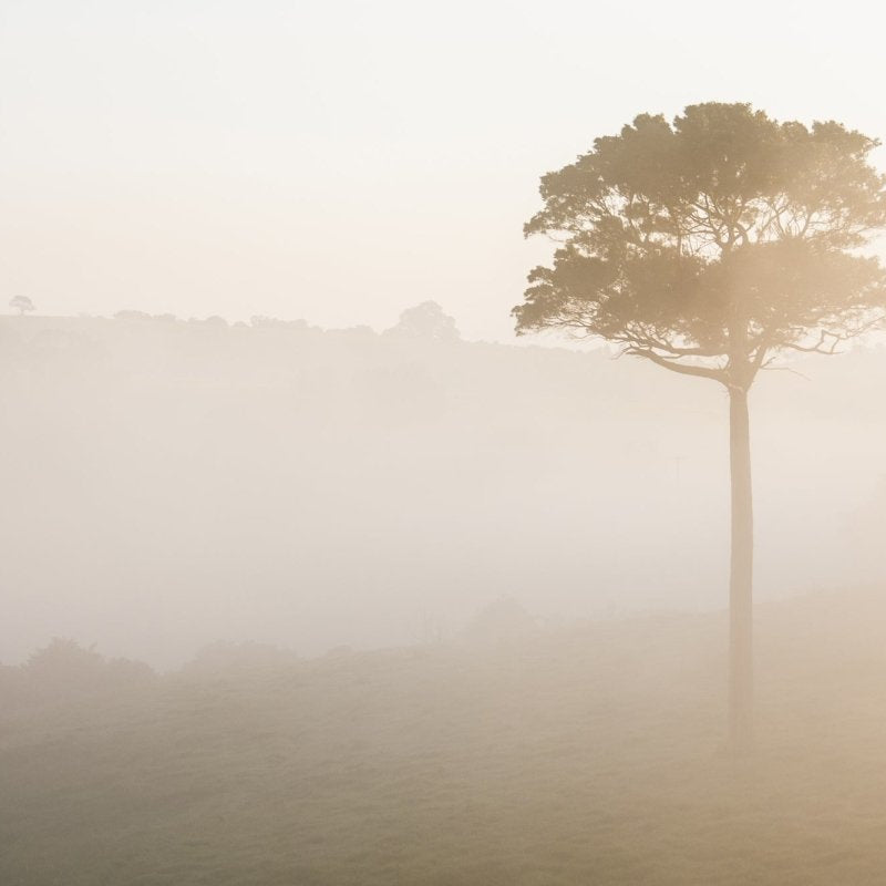 "Morning Fog LS" Photography Print - Belinda Doyle - Australian Photographer & Resin Artist
