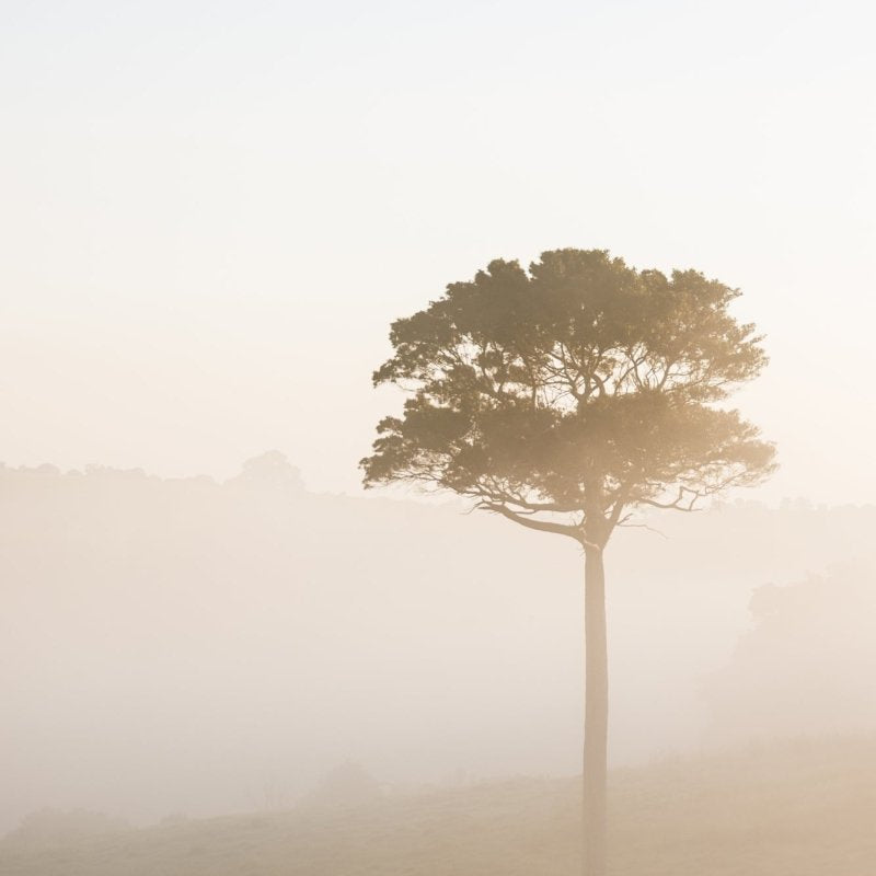 "Morning Fog" Photography Print - Belinda Doyle - Australian Photographer & Resin Artist