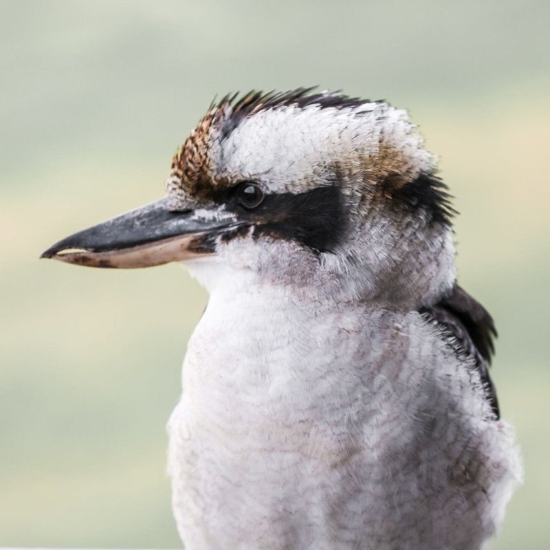 "Mumble" Photography Print - Belinda Doyle - Australian Photographer & Resin Artist