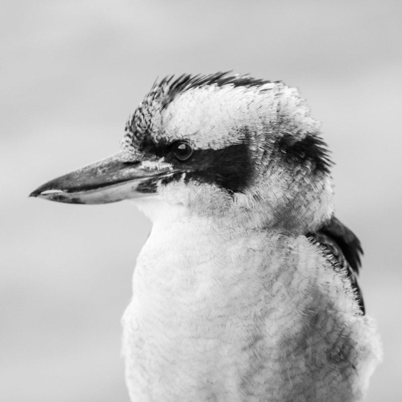 "Mumble" Photography Print - Belinda Doyle - Resin Artist & South Coast Photographer