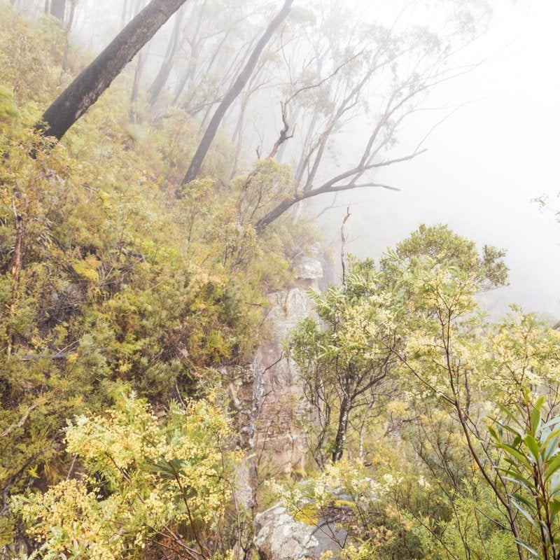 "Native Fog" Photography Print - Belinda Doyle - Australian Photographer & Resin Artist