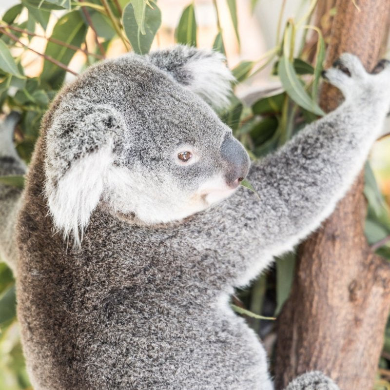 "Ned" Photography Print - Belinda Doyle - Australian Photographer & Resin Artist