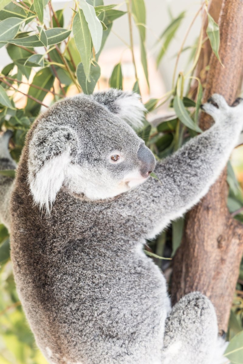 "Ned" Photography Print - Belinda Doyle - Australian Photographer & Resin Artist