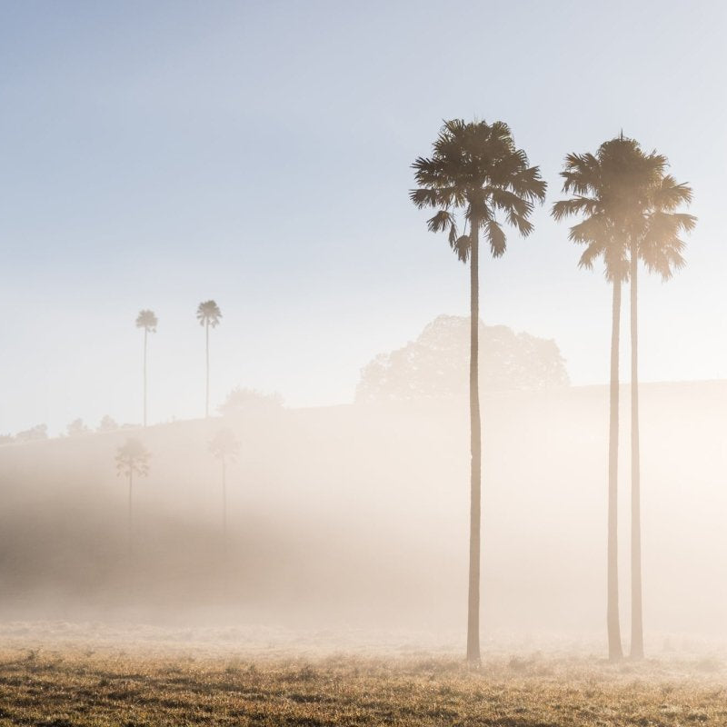 "Palm Valley" LS Photography Print - Belinda Doyle - Australian Photographer & Resin Artist