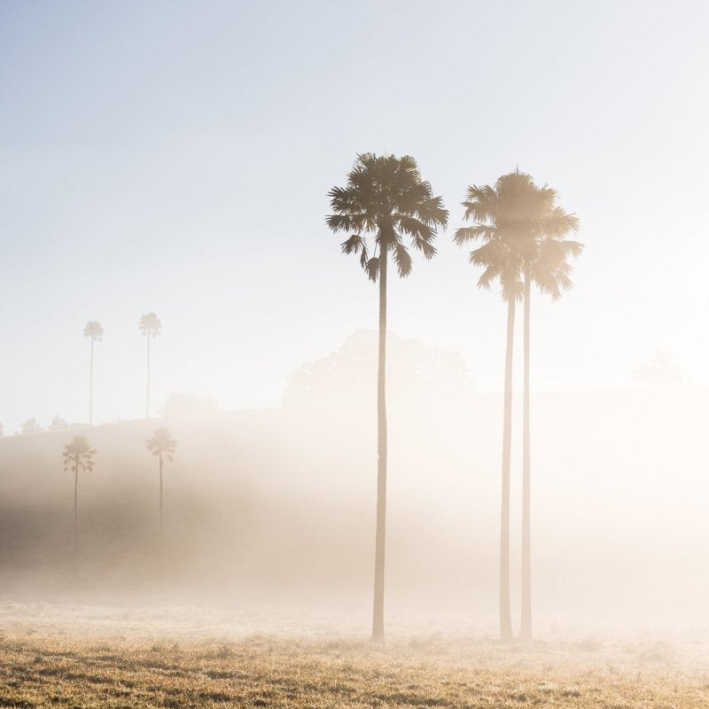 "Palm Valley" Photography Print - Belinda Doyle - Australian Photographer & Resin Artist