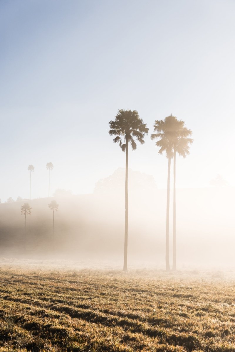 "Palm Valley" Photography Print - Belinda Doyle - Australian Photographer & Resin Artist