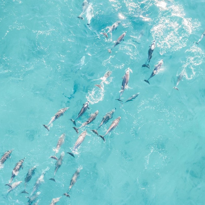 "Playful Pod" Dolphin Photography Print - Belinda Doyle - Resin Artist & South Coast Photographer