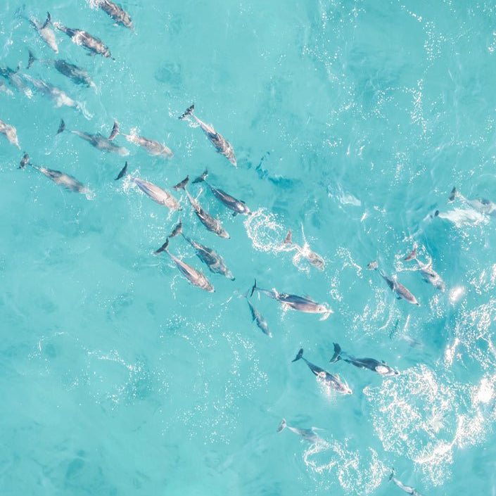 "Playful Pod" Photography Print - Belinda Doyle - Resin Artist & South Coast Photographer