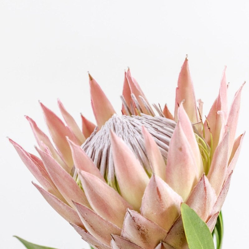 "Protea Bloom" Photography Print - Belinda Doyle - Resin Artist & South Coast Photographer