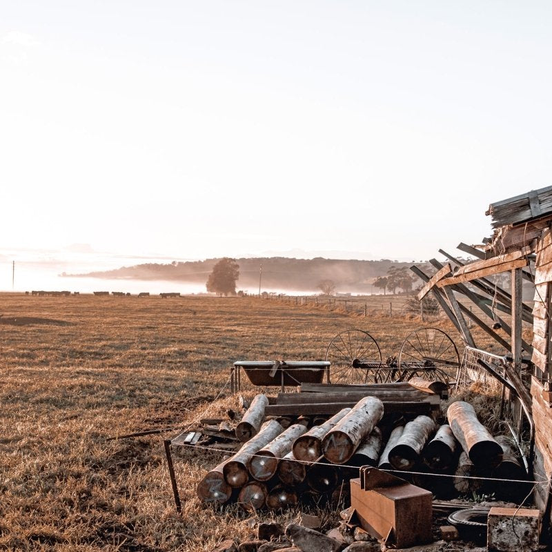 "She Creaks & Sways" LS Photography Print - Belinda Doyle - Australian Photographer & Resin Artist