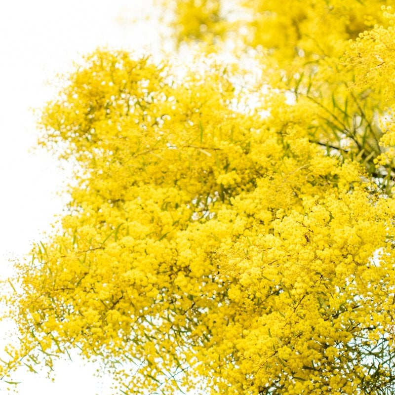"South Coast Wattle" (P) Photography Print - Belinda Doyle - Australian Photographer & Resin Artist