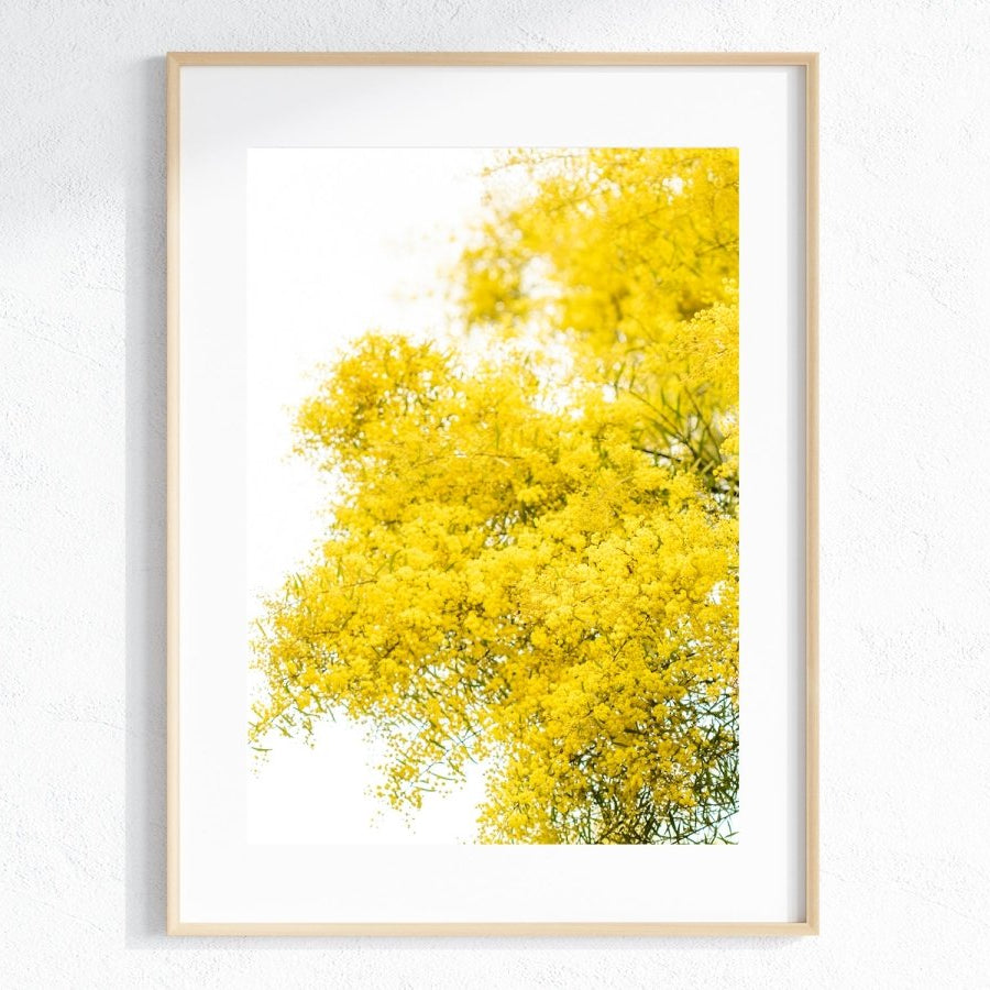 "South Coast Wattle" (P) Photography Print - Belinda Doyle - Australian Photographer & Resin Artist