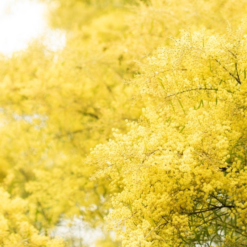 "South Coast Wattle" Photography Print - Belinda Doyle - Australian Photographer & Resin Artist