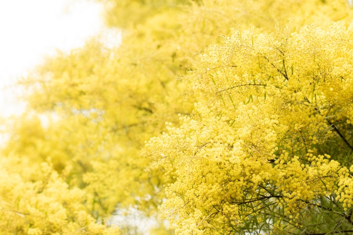 "South Coast Wattle" Photography Print - Belinda Doyle - Australian Photographer & Resin Artist