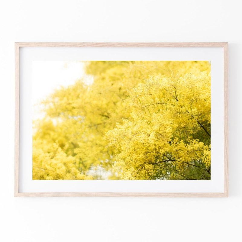 "South Coast Wattle" Photography Print - Belinda Doyle - Australian Photographer & Resin Artist