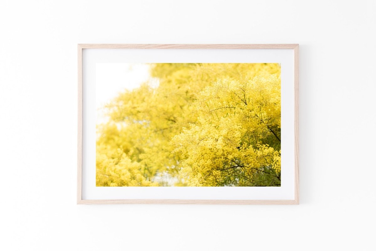 "South Coast Wattle" Photography Print - Belinda Doyle - Australian Photographer & Resin Artist