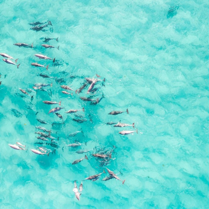 "Squad Goals" Photography Print - Belinda Doyle - Australian Photographer & Resin Artist