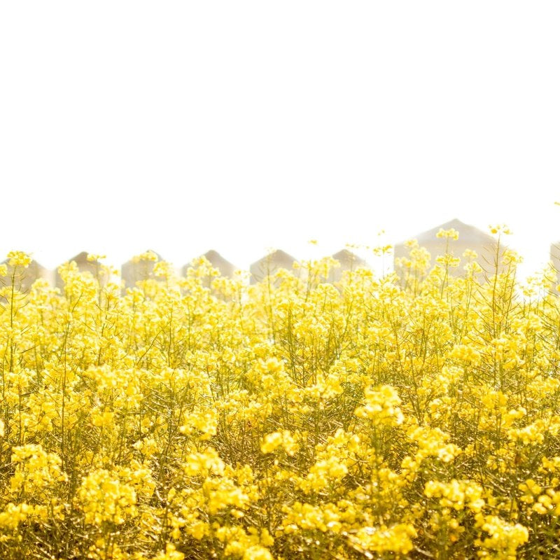 "Sunburst" Photography Print - Belinda Doyle - Australian Photographer & Resin Artist