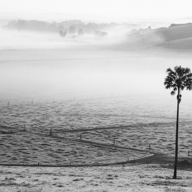 "Swamp Fog BW" (LS) Photography Print - Belinda Doyle - Australian Photographer & Resin Artist