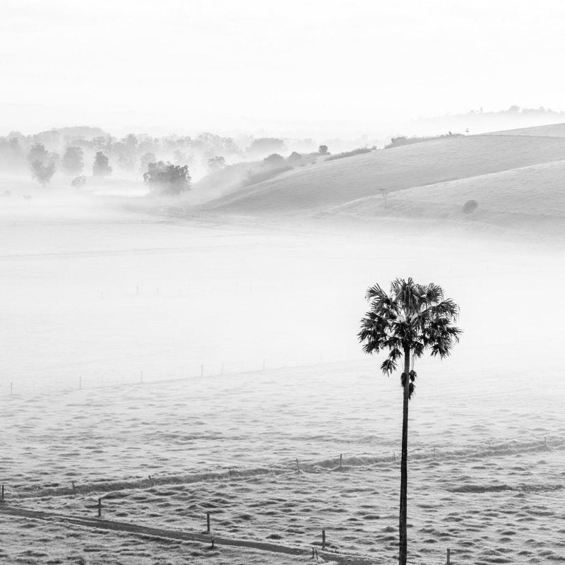 "Swamp Fog BW" Photography Print - Belinda Doyle - Australian Photographer & Resin Artist