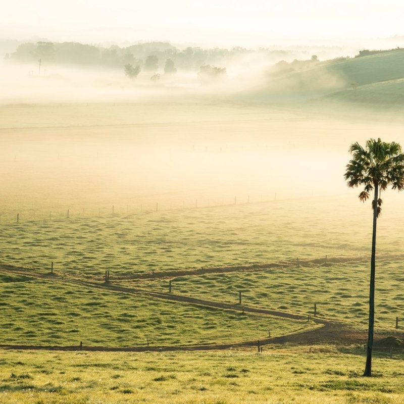 "Swamp Fog LS" Photography Print - Belinda Doyle - Australian Photographer & Resin Artist