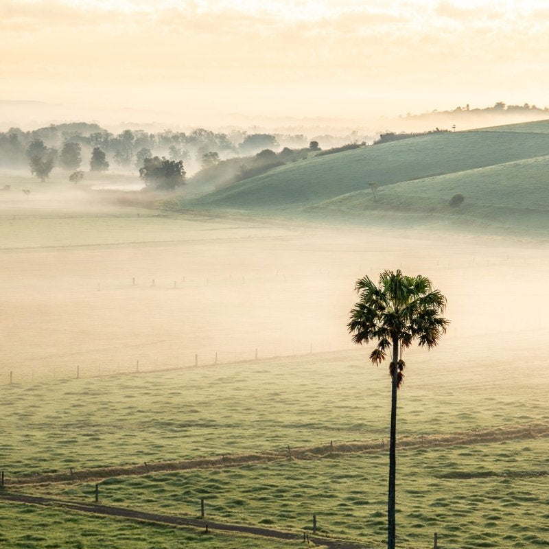 "Swamp Fog" Photography Print - Belinda Doyle - Resin Artist & South Coast Photographer