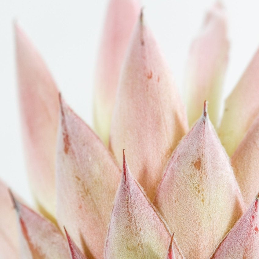 "The King" Photography Print - Belinda Doyle - Australian Photographer & Resin Artist