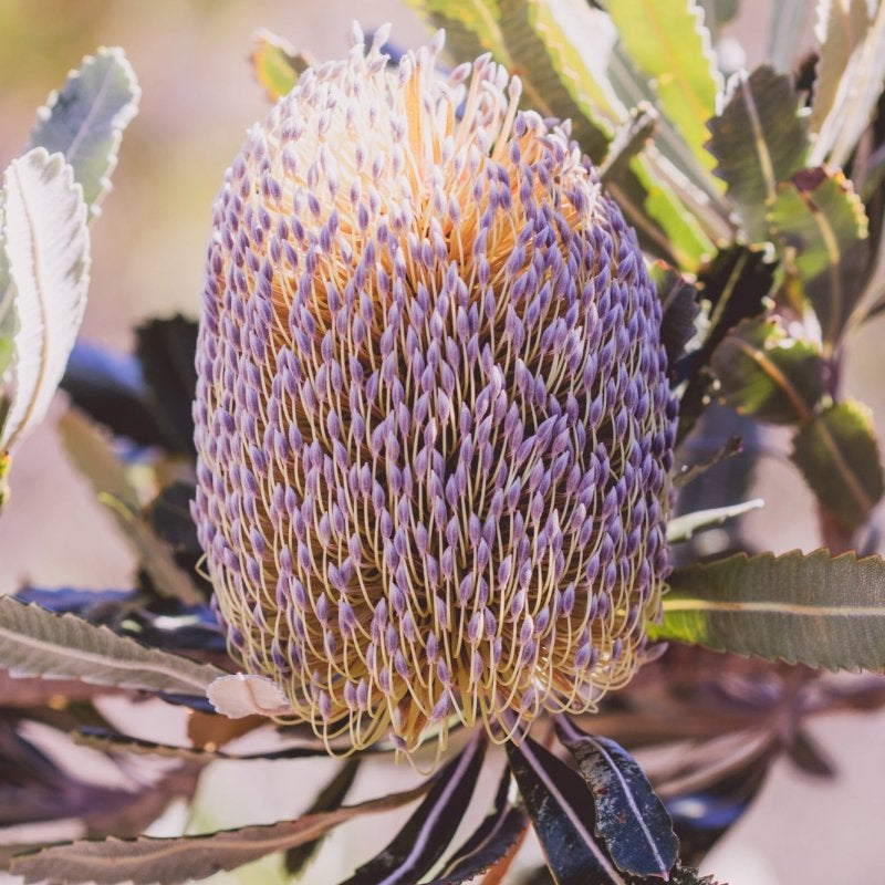 "Tinge of Mauve - Banksia" Photography Print - Belinda Doyle - Australian Photographer & Resin Artist