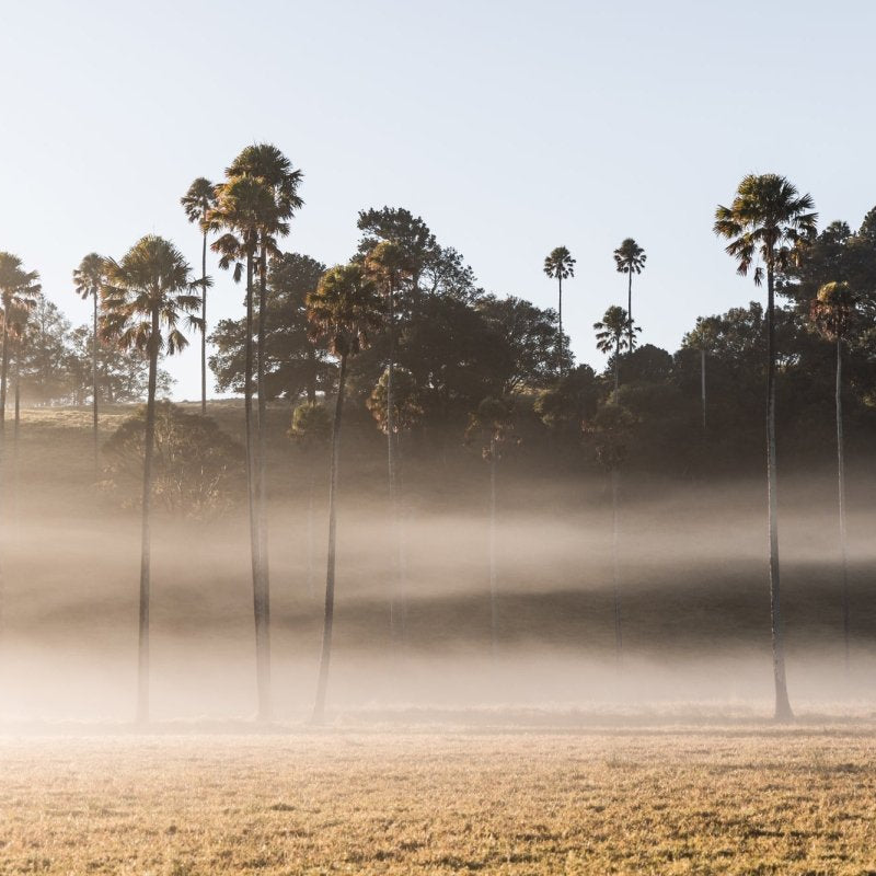 "Wispy Palms" Photography Print - Belinda Doyle - Australian Photographer & Resin Artist
