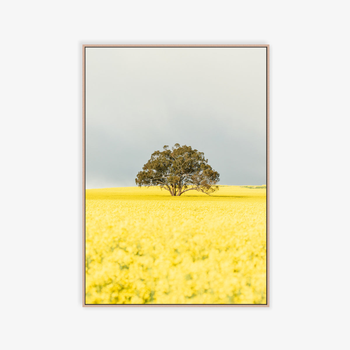 "Goldie" Photography Print - Belinda Doyle - Australian Photographer & Resin Artist