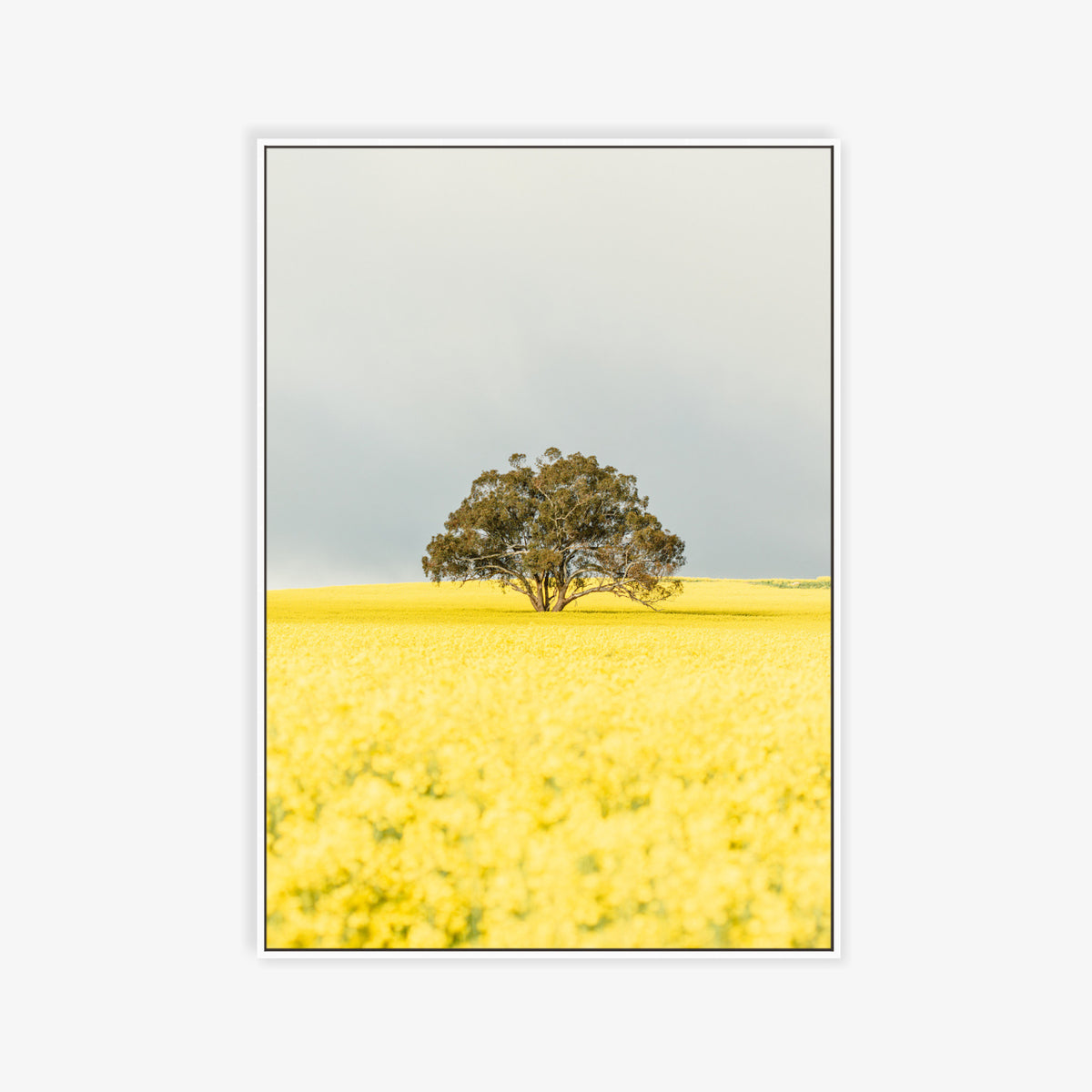 "Goldie" Photography Print - Belinda Doyle - Australian Photographer & Resin Artist