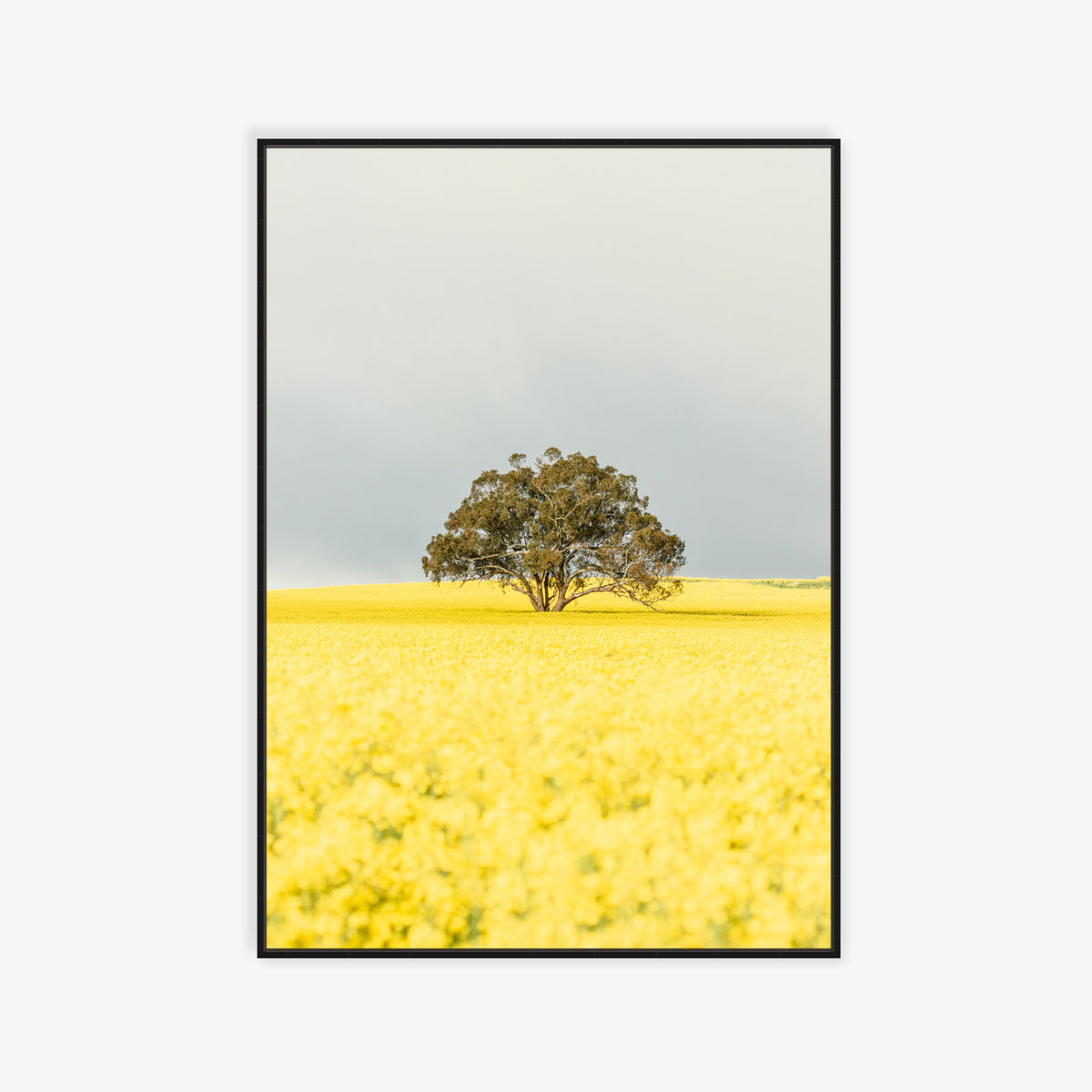 "Goldie" Photography Print - Belinda Doyle - Australian Photographer & Resin Artist