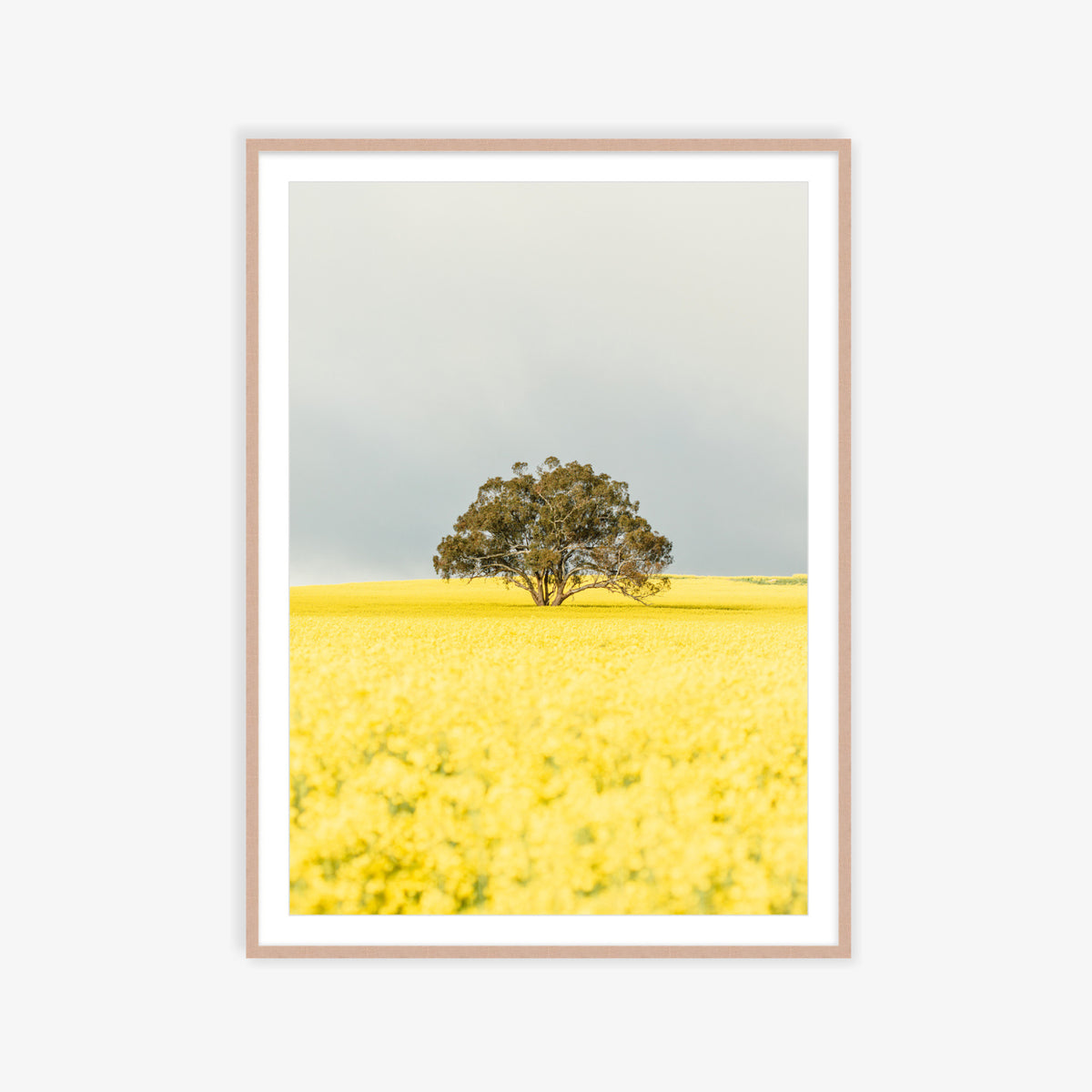 "Goldie" Photography Print - Belinda Doyle - Australian Photographer & Resin Artist