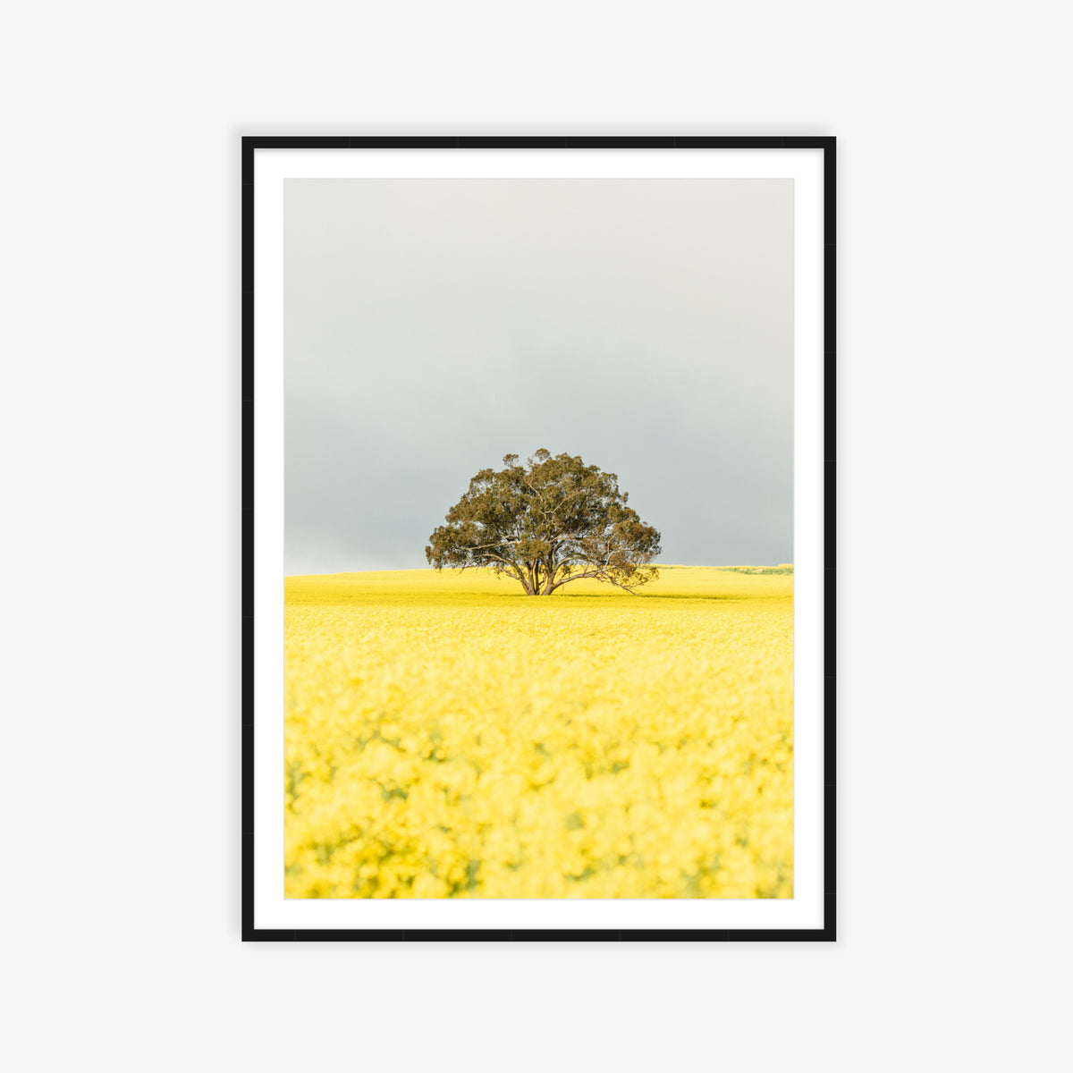 "Goldie" Photography Print - Belinda Doyle - Australian Photographer & Resin Artist