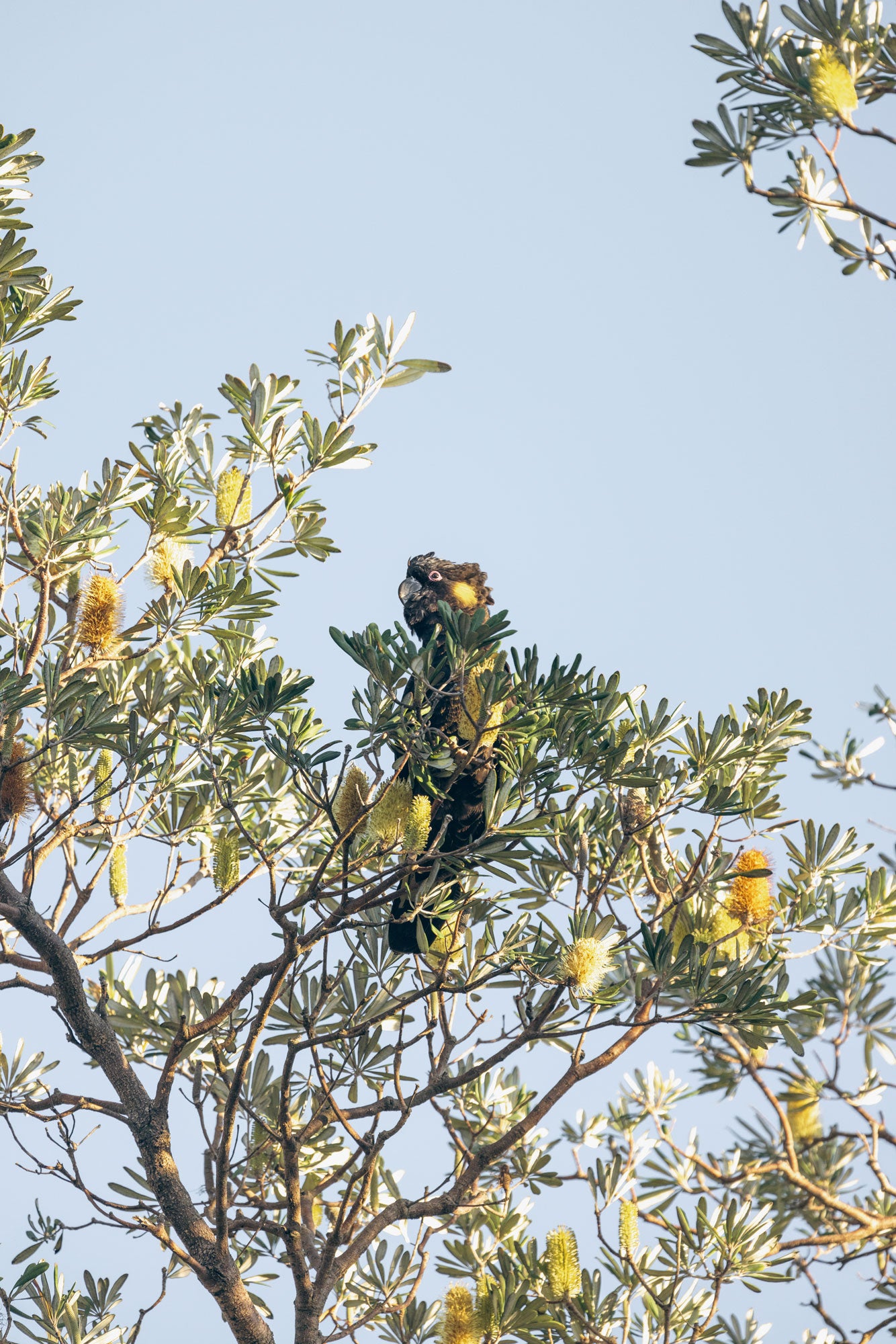 "Banksia Guardian" Black Cockatoo Photography Print