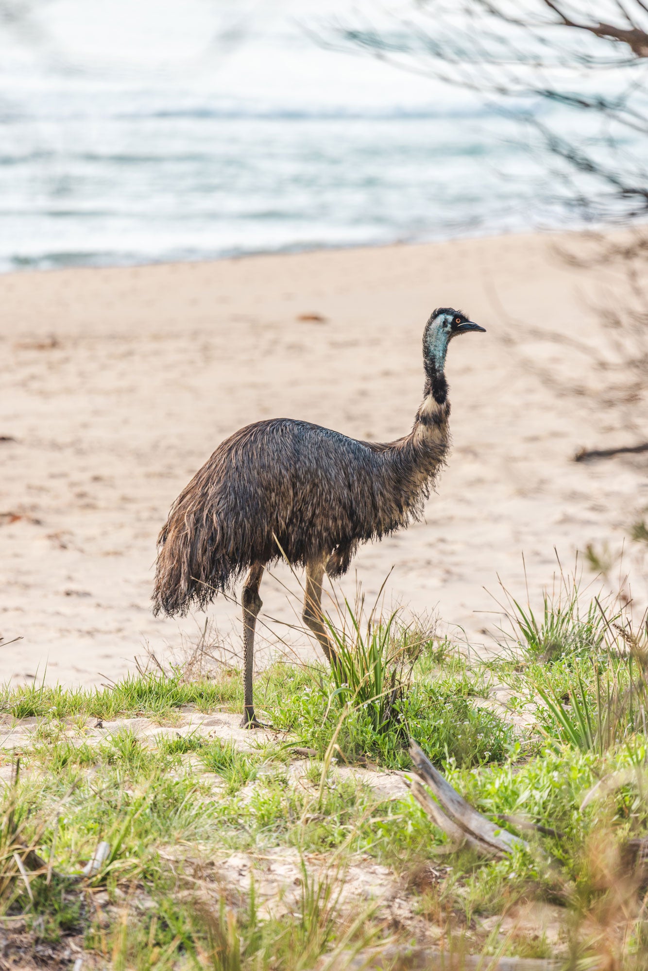 "Beachcomber Emu" Photography Print - Belinda Doyle - Australian Photographer & Resin Artist