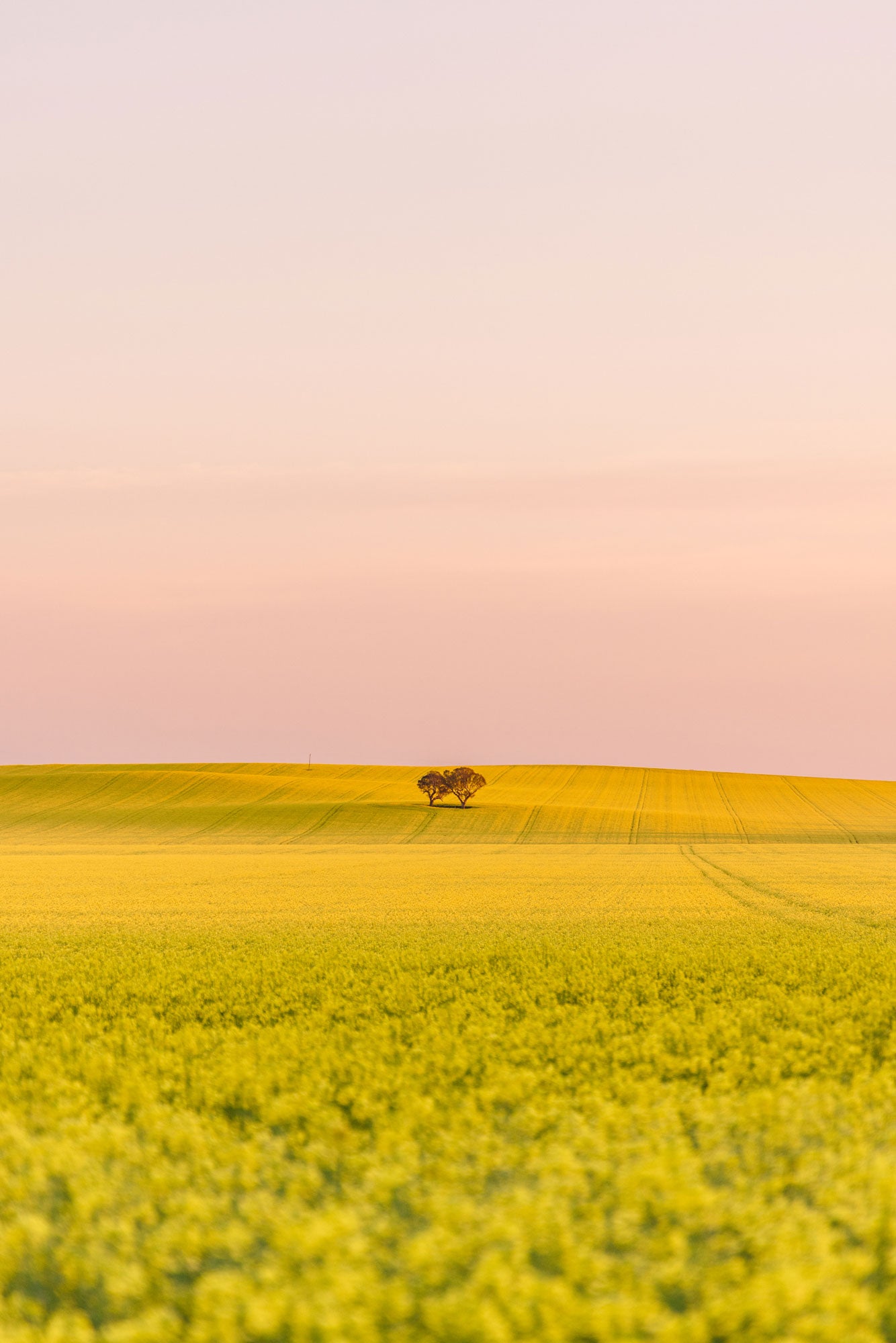 "Blush Over Canola" Photography Print