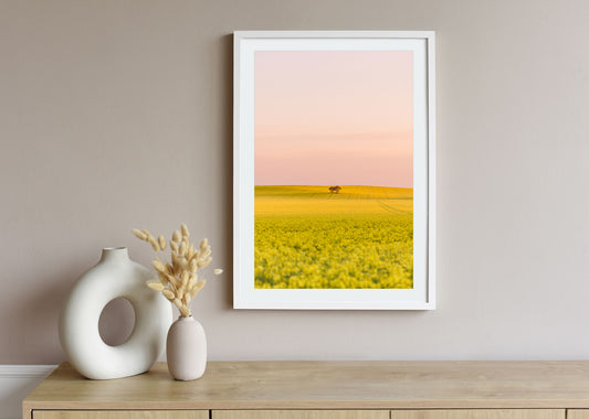 "Blush Over Canola" Photography Print