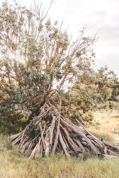 "Coastal Encampment" (P) Photography Print