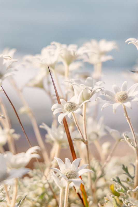 Ulladulla "Coastal Petals" Acrylic Block