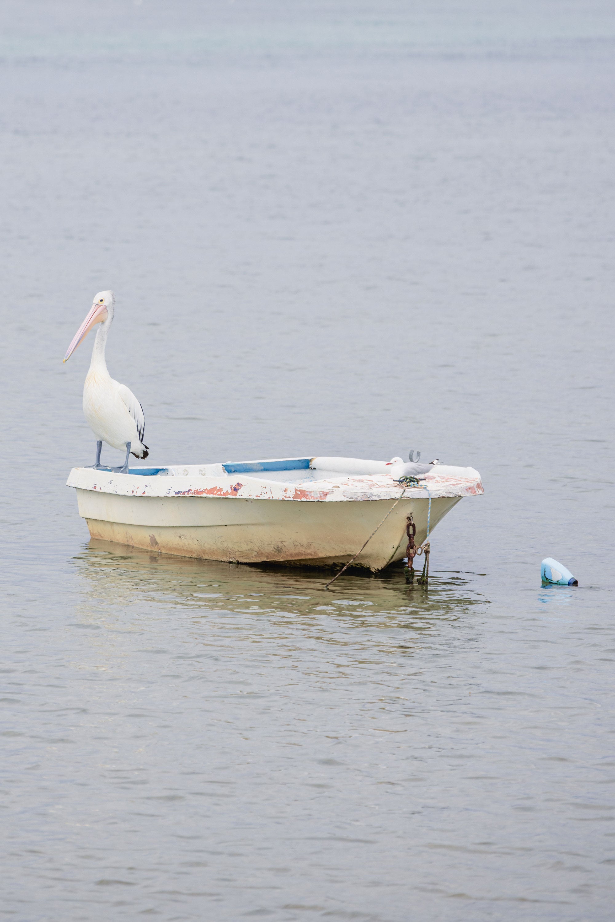"Deck Mates" Photography Print - Belinda Doyle - Australian Photographer & Resin Artist