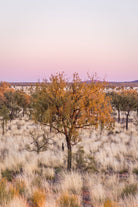 "Dreaming in Pink" Photography Print - Belinda Doyle - Australian Photographer & Resin Artist