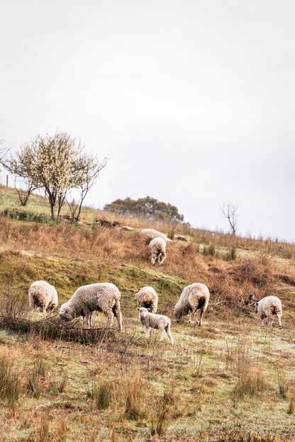 "Field of Curiosity" Photography Print