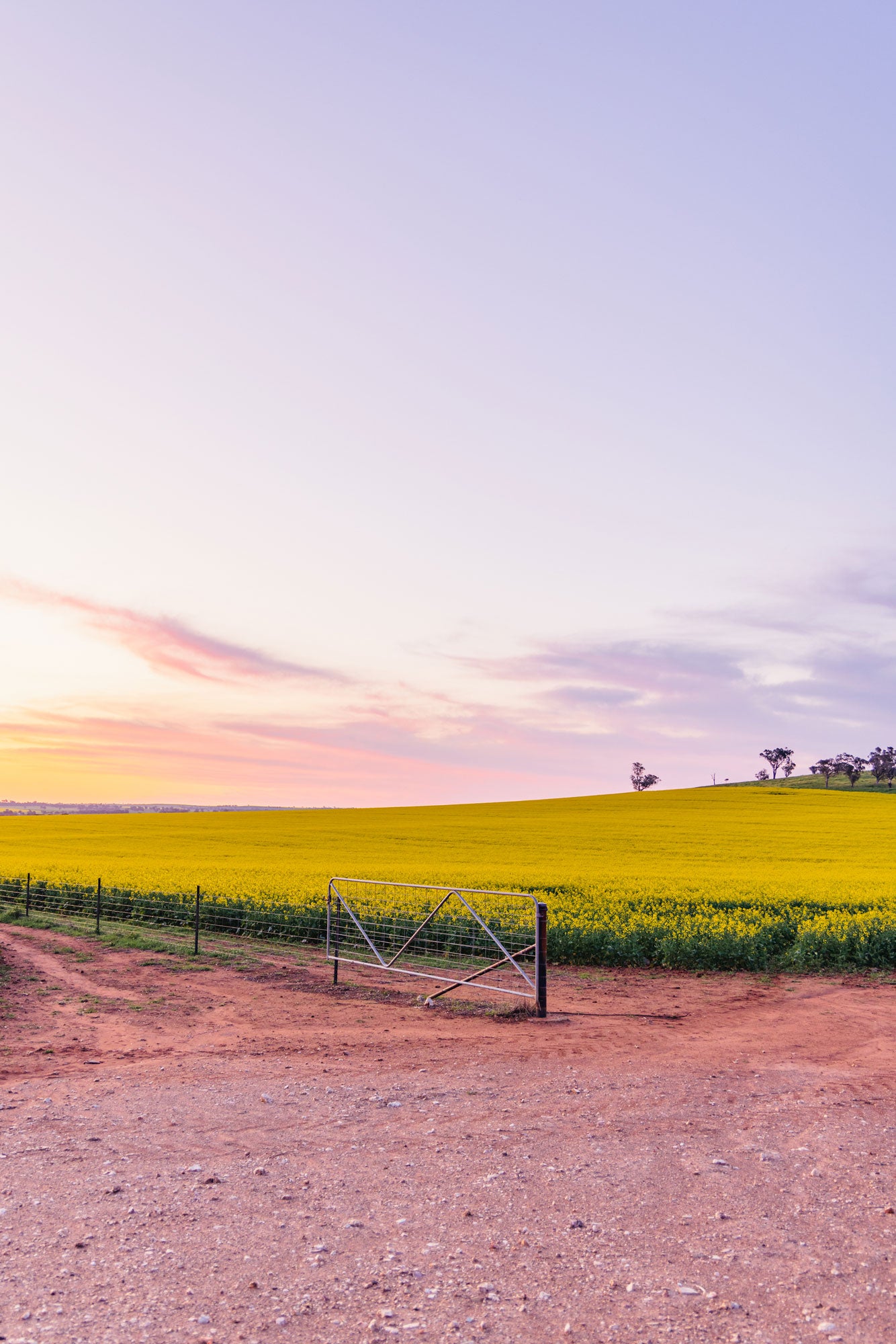 "Harvest Glow" Photography Print