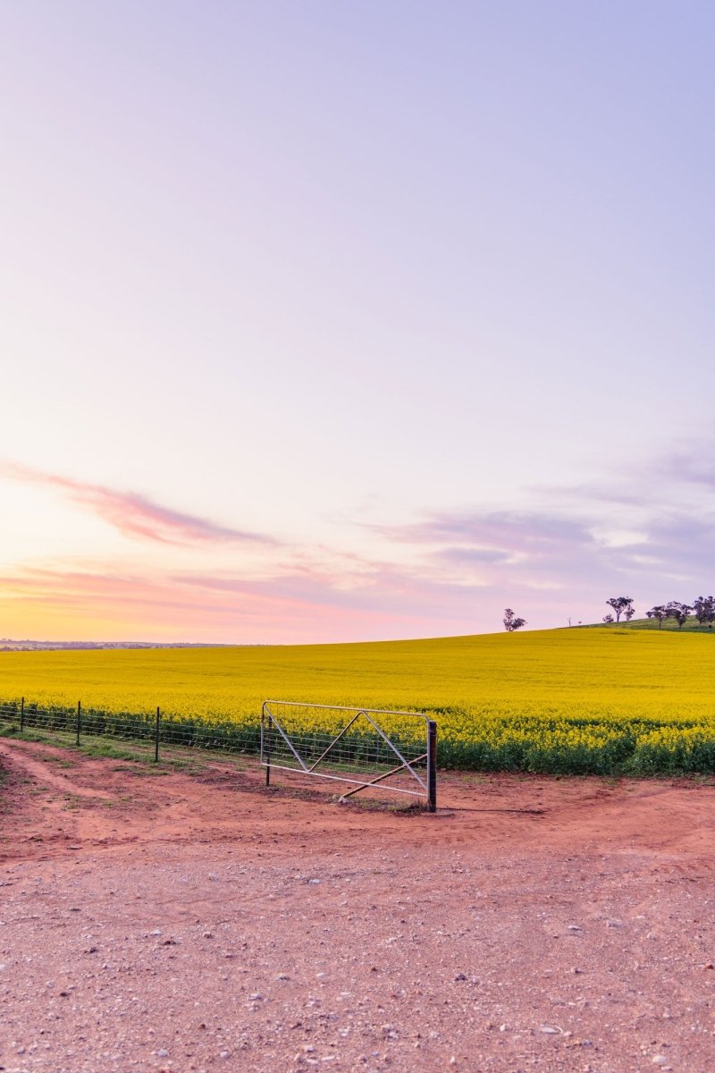 "Harvest Glow" Photography Print - Belinda Doyle - Australian Photographer & Resin Artist