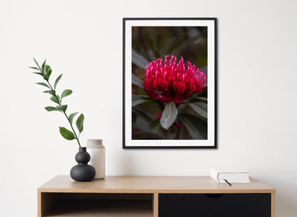 "In Full Bloom" Photography Print