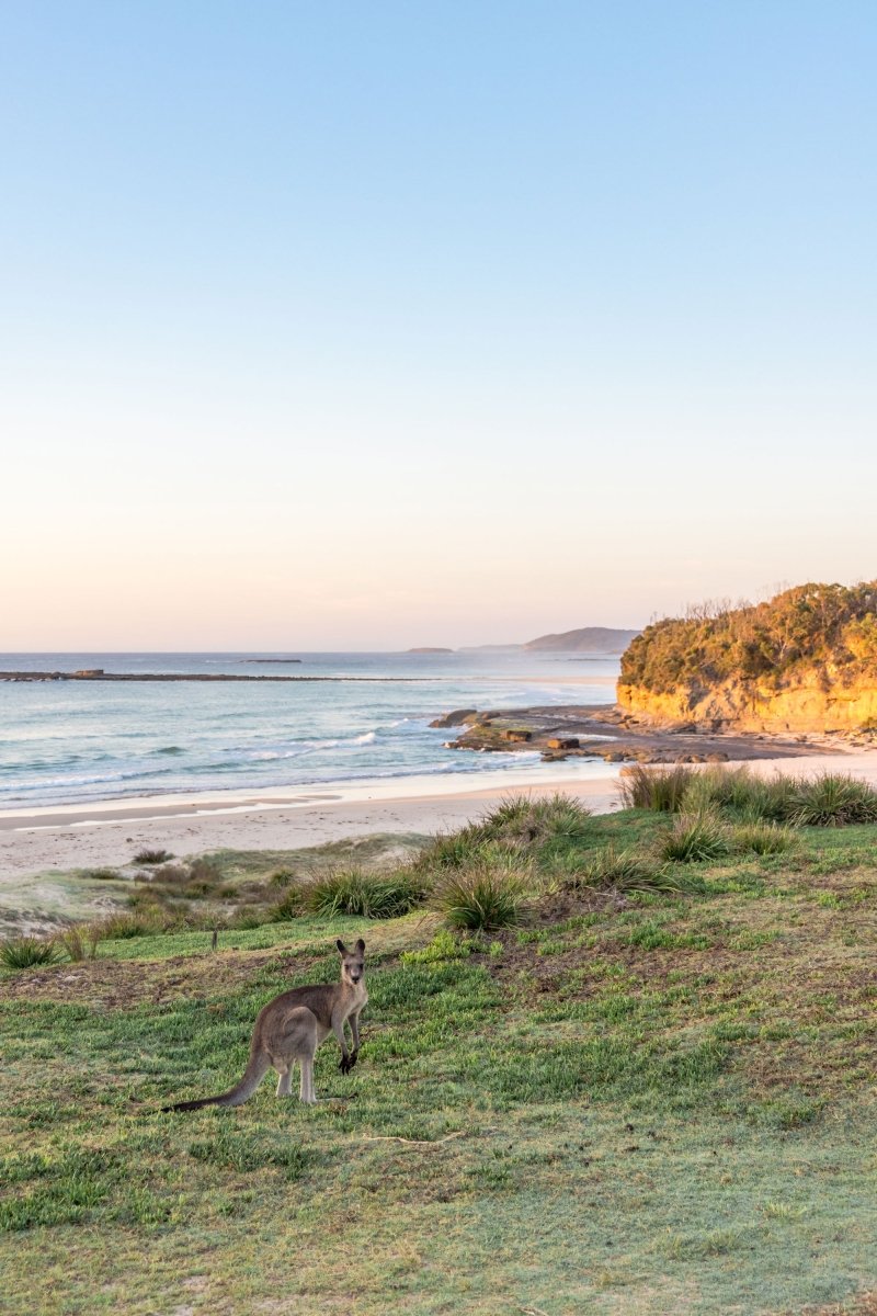 "Roo with a View" Kangaroo Photography Print - Belinda Doyle - Australian Photographer & Resin Artist