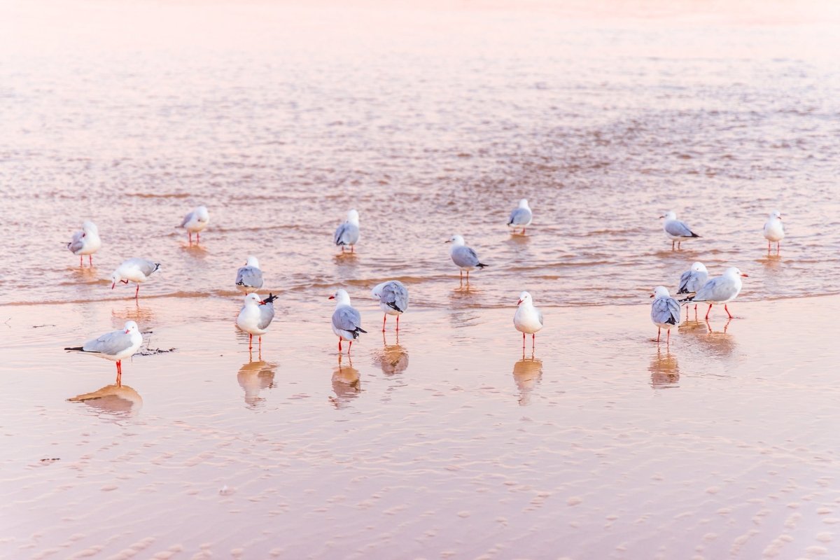 "Faux Flamingos" Photography Print - Belinda Doyle - Australian Photographer & Resin Artist